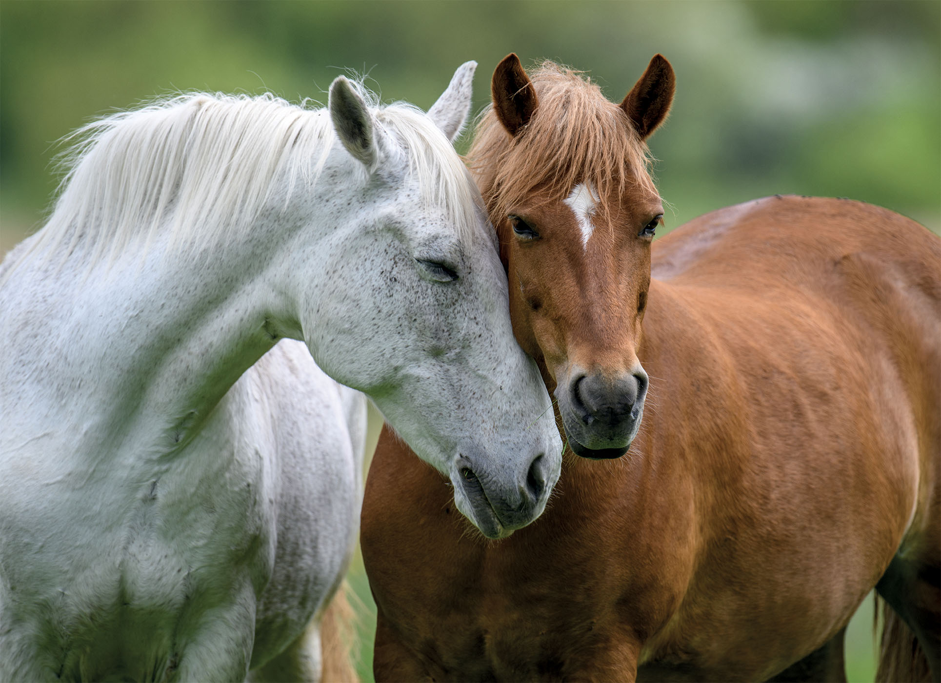lisciani-puzzle-poster-horses-1000-pi-ces image 3
