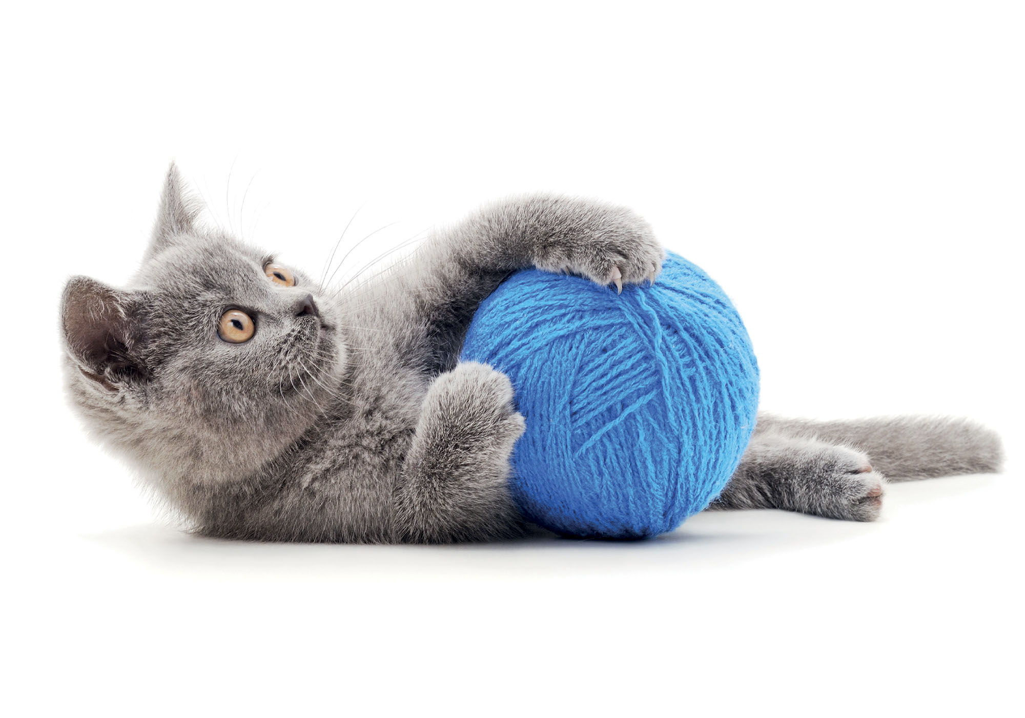 lisciani-puzzle-poster-cats-500-puzzle-500-pi-ces-chats image 3