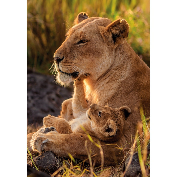 clementoni-feline-love-puzzle-500-pi-ces image 2