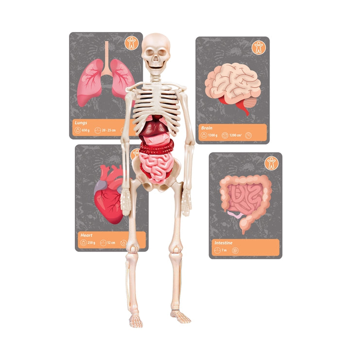 clementoni-science-play-lab-histoire-de-la-vie-sur-terre-kit-ar-vr-avec-visuer image 6