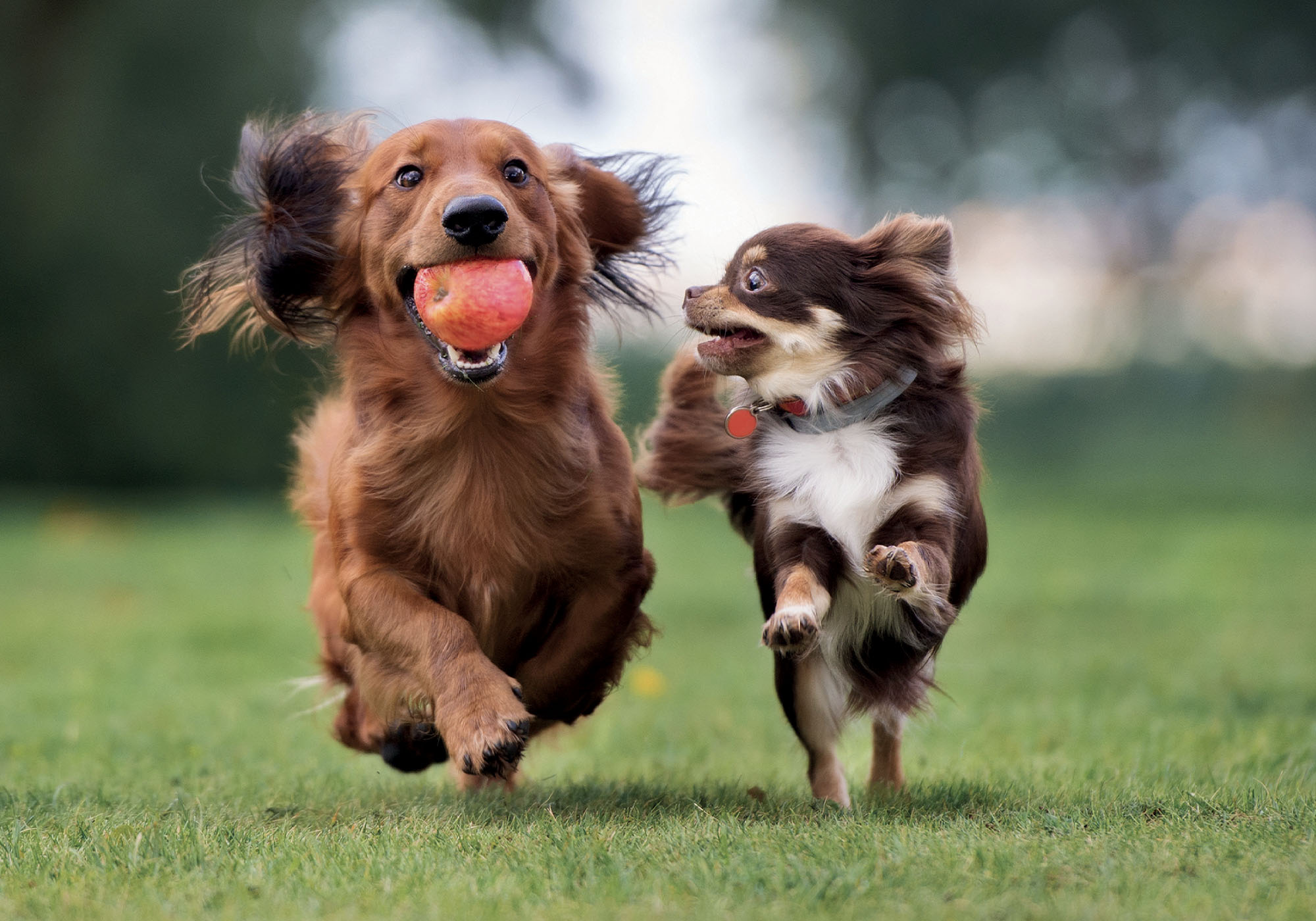 lisciani-puzzle-poster-dogs-500-pi-ces image 3