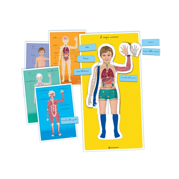 clementoni-montessori-le-corps-humain-puzzle-anatomie-4-6-ans image 2