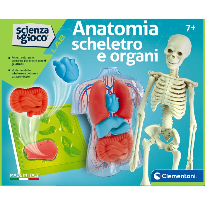 clementoni-science-play-lab-anatomie-squelette-et-organes-squishy image 7