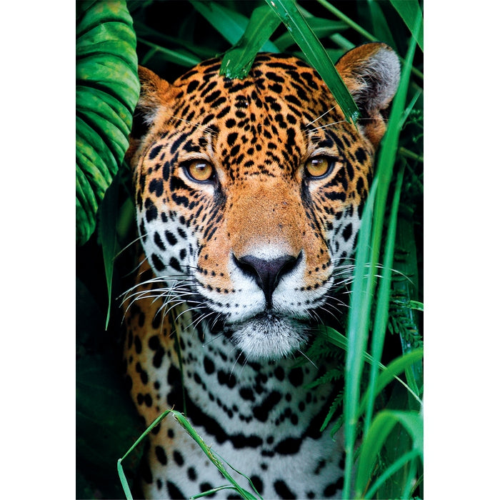 clementoni-jaguar-in-the-jungle-puzzle-500-pi-ces-2 image 2