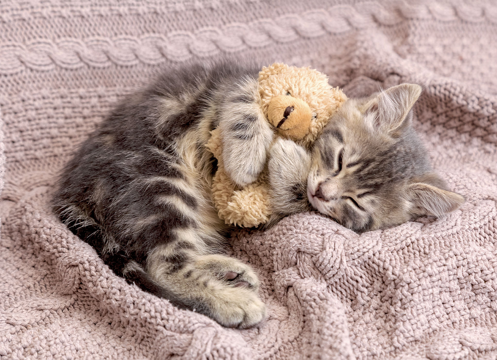 lisciani-puzzle-poster-cats-1000-puzzle-1000-pi-ces-chats image 3