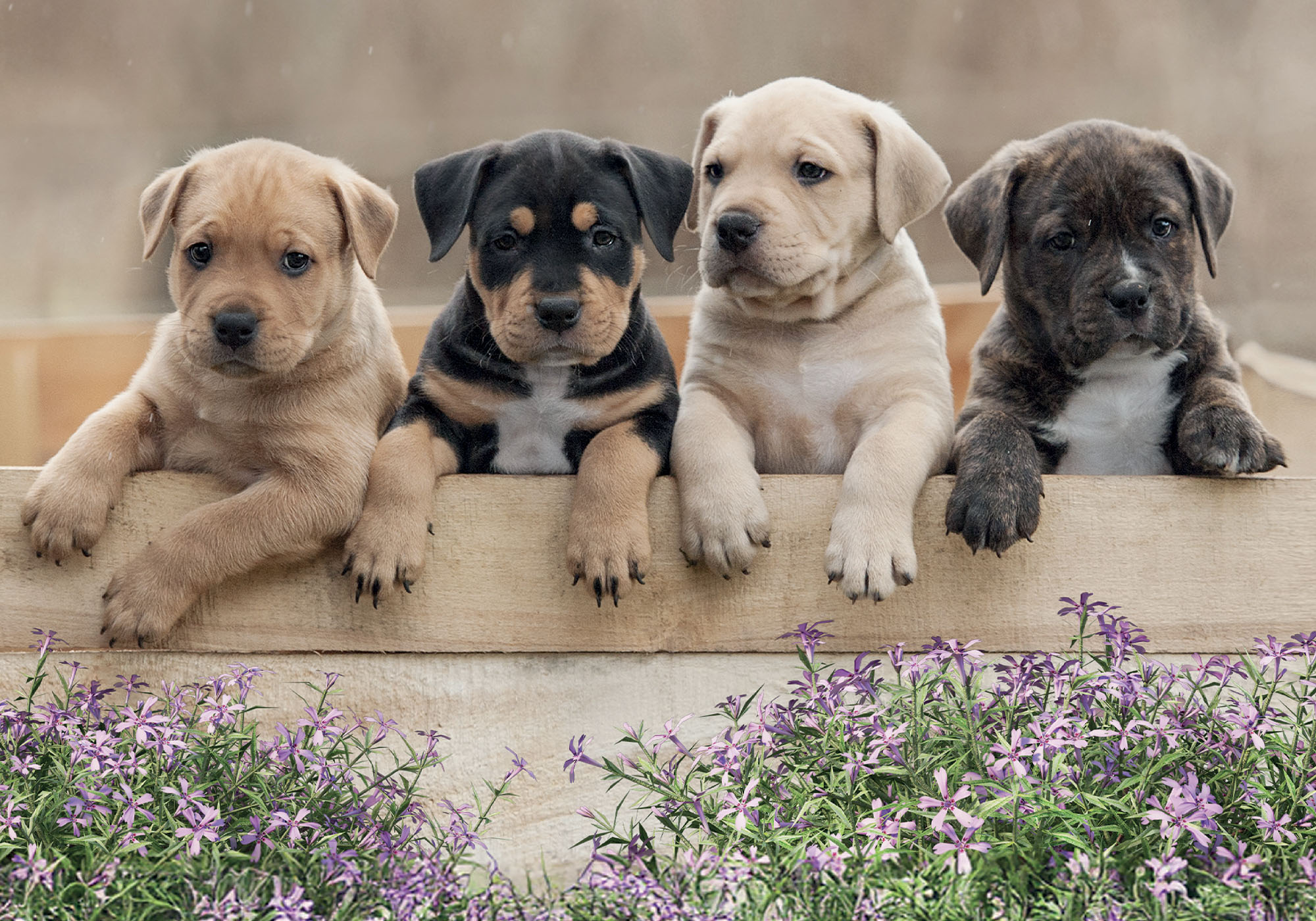 lisciani-puzzle-poster-dogs-500-pi-ces image 2