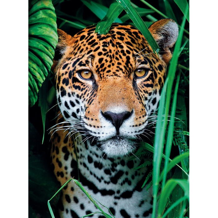 clementoni-jaguar-in-the-jungle-puzzle-500-pi-ces image 2