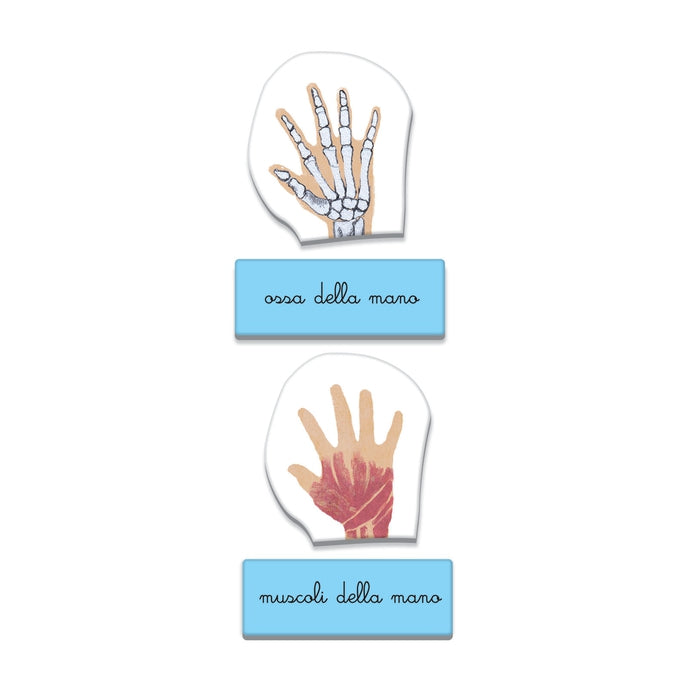 clementoni-montessori-le-corps-humain-puzzle-anatomie-4-6-ans image 4