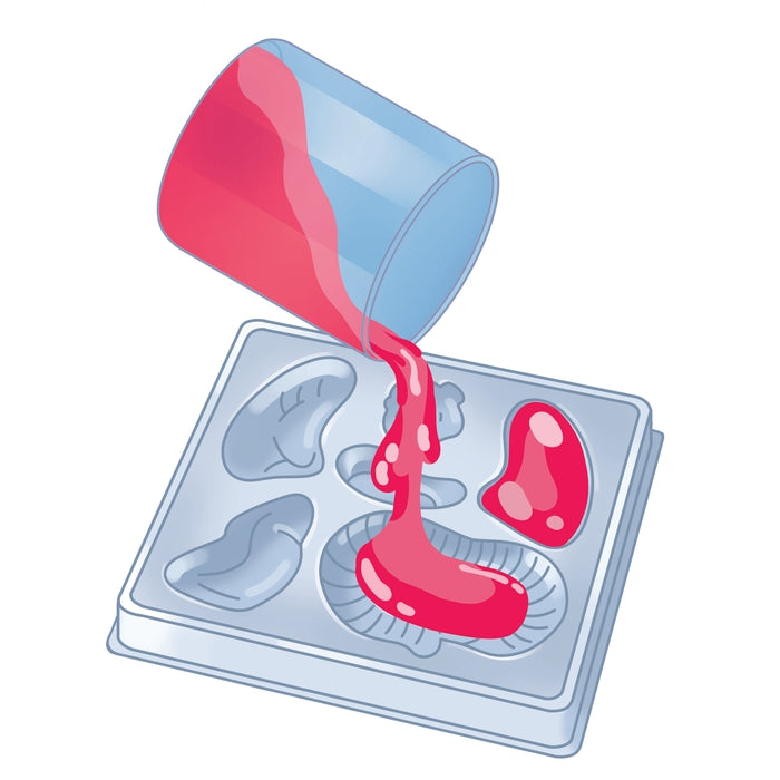 clementoni-science-play-lab-anatomie-squelette-et-organes-squishy image 5