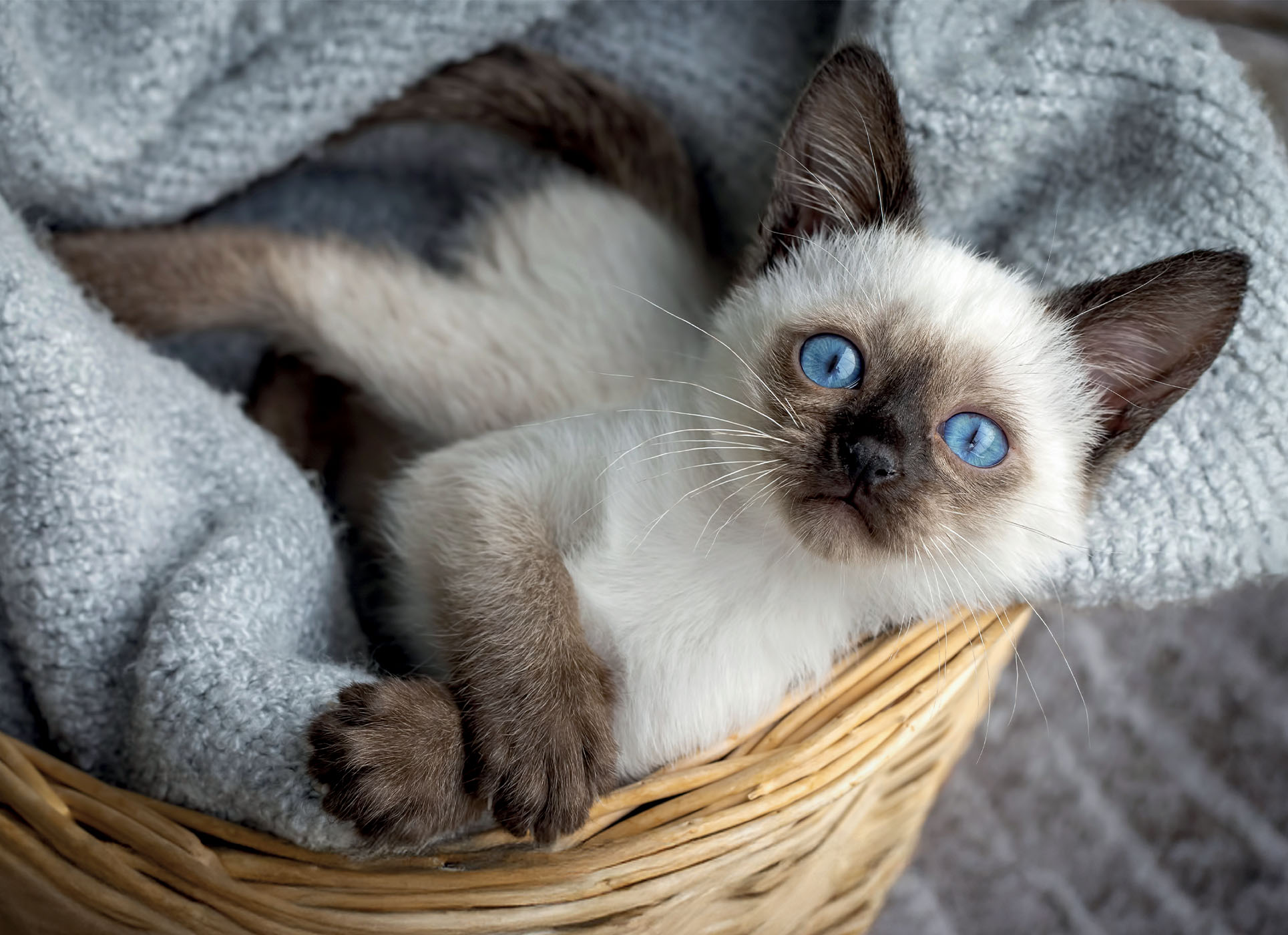 lisciani-puzzle-poster-cats-1000-puzzle-1000-pi-ces-chats image 2