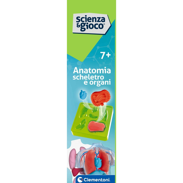 clementoni-science-play-lab-anatomie-squelette-et-organes-squishy image 8