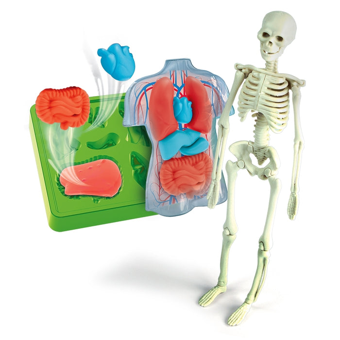 clementoni-science-play-lab-anatomie-squelette-et-organes-squishy image 2