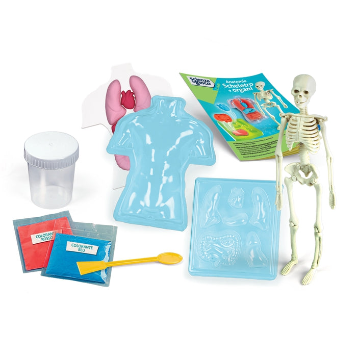 clementoni-science-play-lab-anatomie-squelette-et-organes-squishy image 3